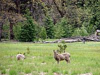 FAUNE 4 (23).JPG